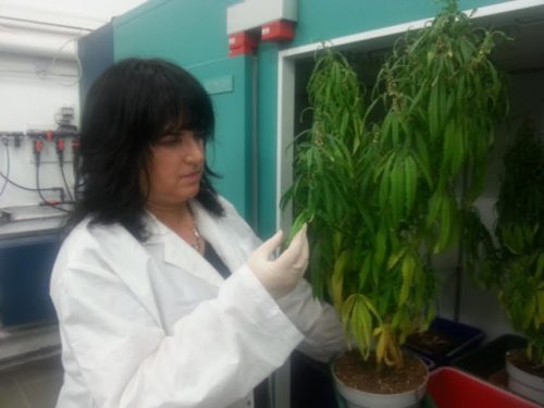 Dr. Nirit Bernstein studies cannabis in a medical facility in Israel. (Volcani Center)