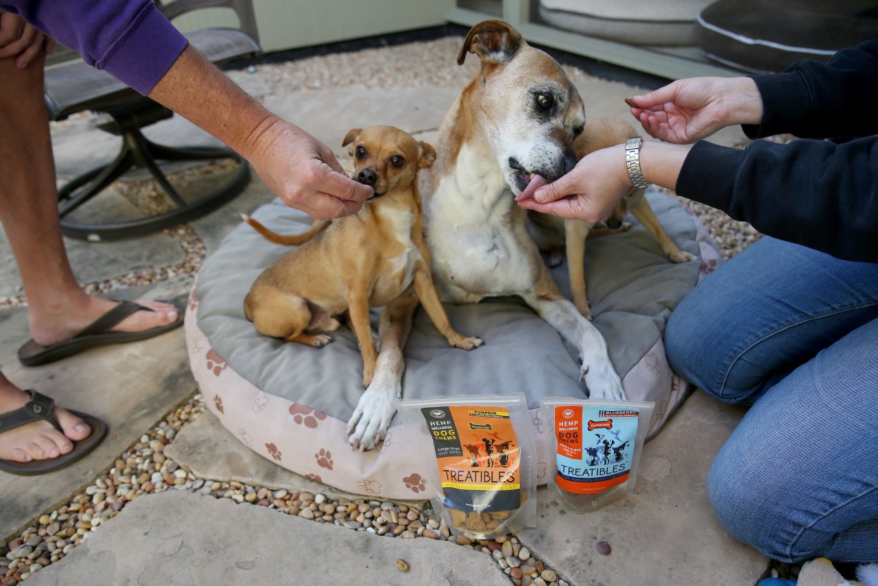 Registered Veterinary Technician Liz Hughston, of San Jose, right, and her husband Tom Hughston, left, give their dogs Augie, 4, a Chihuahua mix, and Jack, 15, a Rhodesian ridgeback, from left, Treatibles cannabis treats at their home in San Jose, Calif., on Wednesday, Nov. 16, 2016. Pet treats containing cannabidiol, or CBD, are becoming popular as growing numbers of pet owners find them helpful treating anxiety, arthritis, seizures and other maladies in their animals. (Jane Tyska, Bay Area News Group)