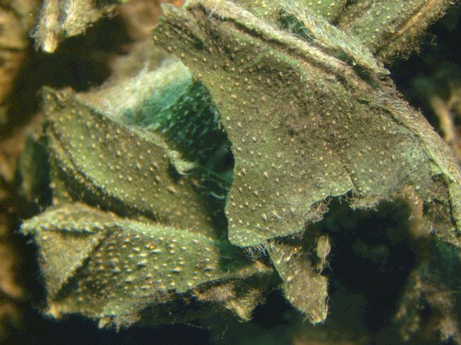 marijuana mold