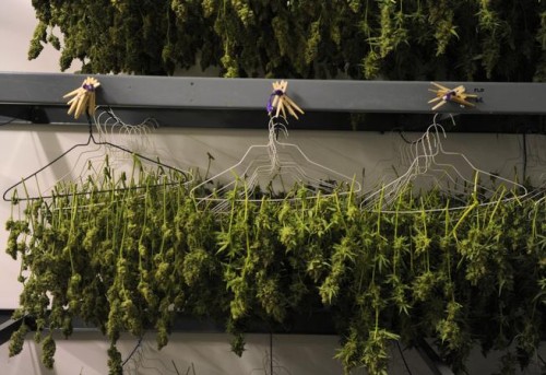 Marijuana plants hang in the drying room of a Denver medical marijuana dispensary. (Denver Post file)