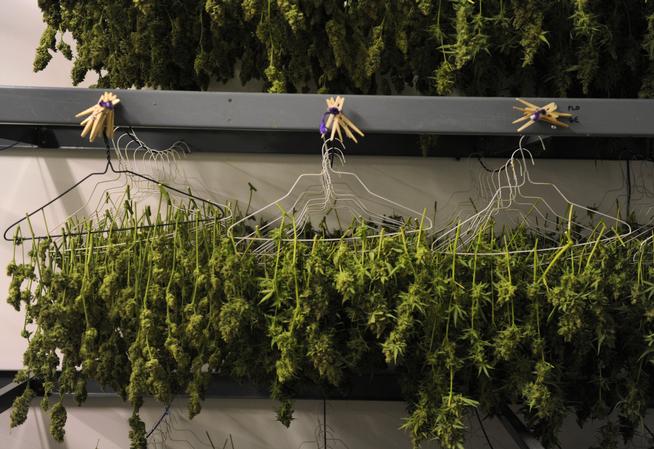 Marijuana plants hang in the drying room of a Denver medical marijuana dispensary