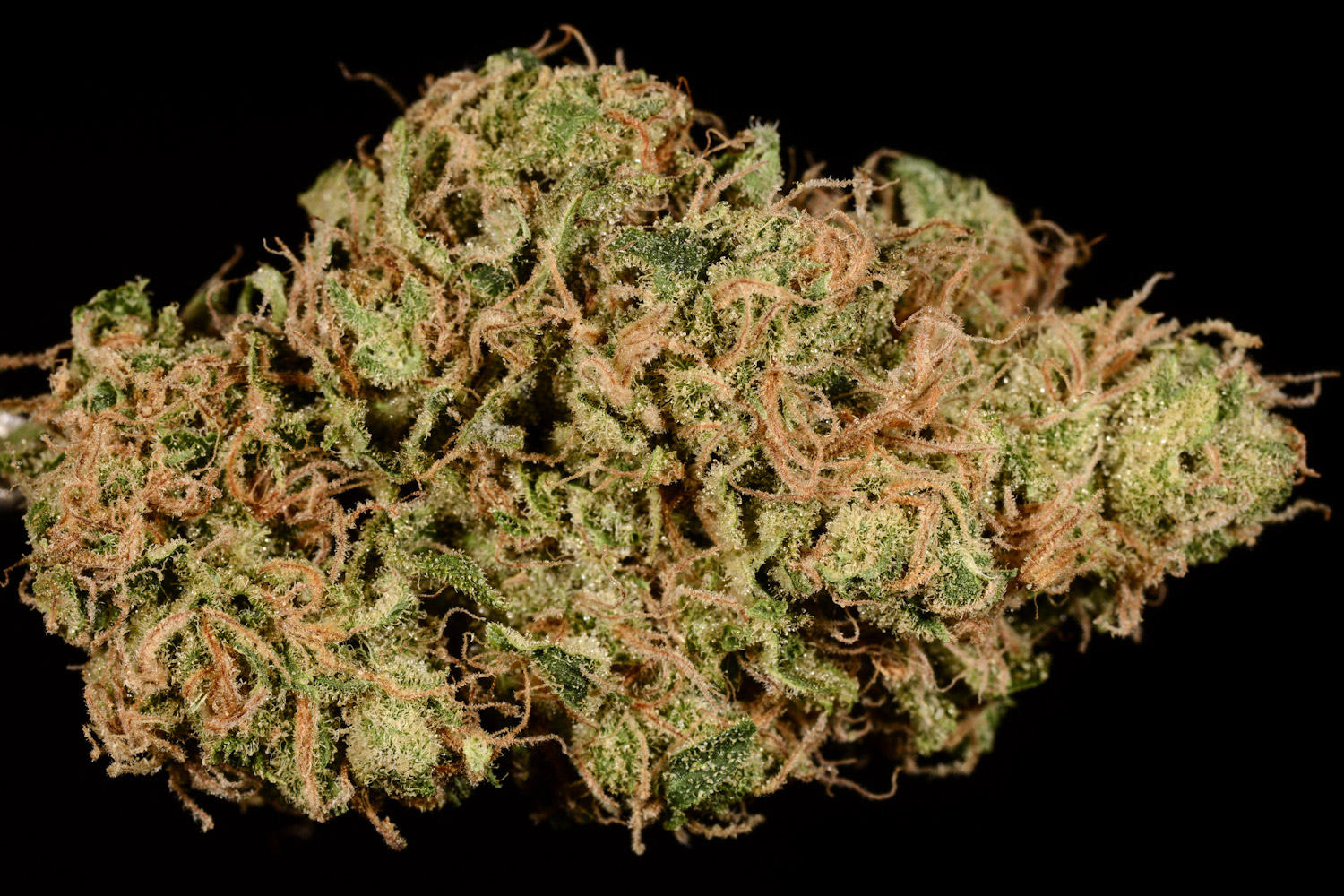 Golden goat strain theory review