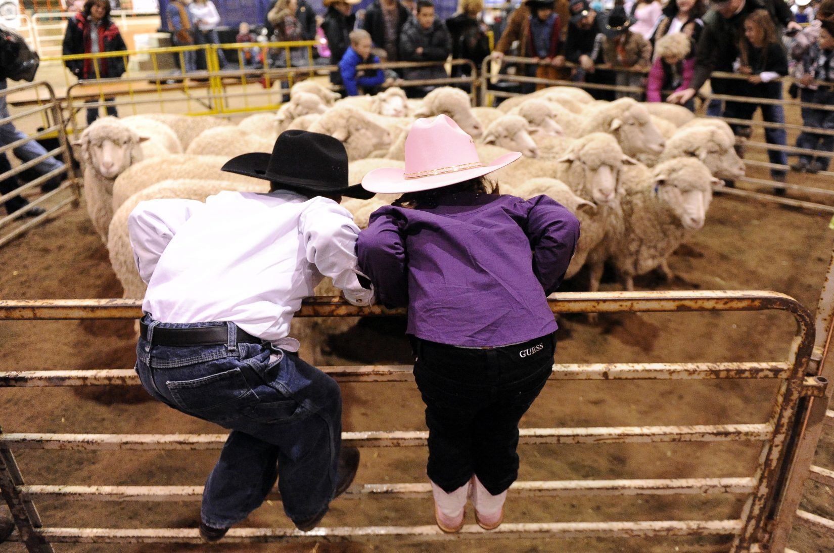 Mutton bustin' is consistently one of the biggest draws at the National Western Stock Show in Denver. Photo by Hyoung Chang, The Denver Post.