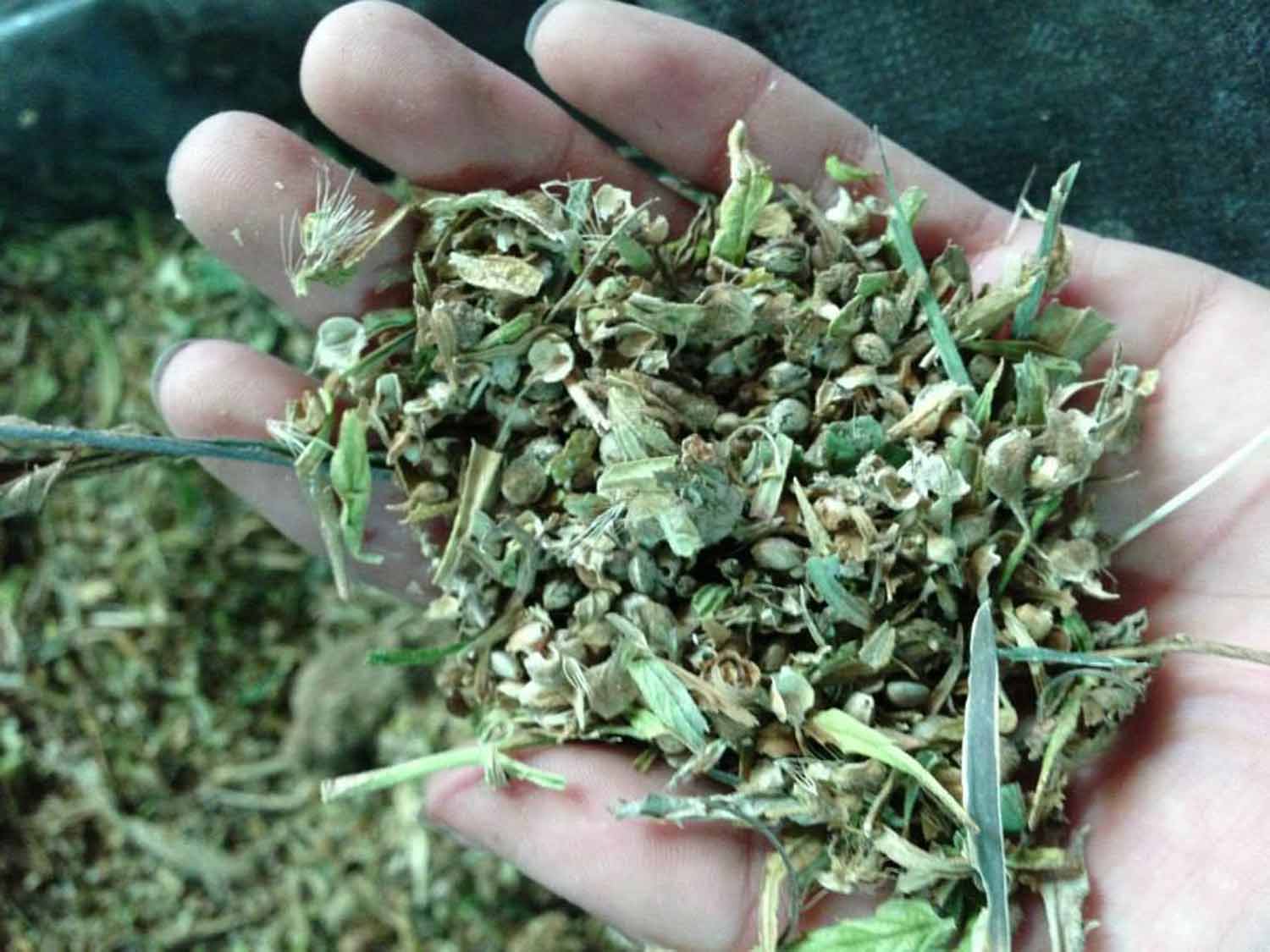 Gone Hemp: For great nutrition and taste, hemp seed to the rescue