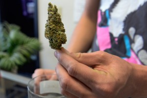 Marijuana bud for sale