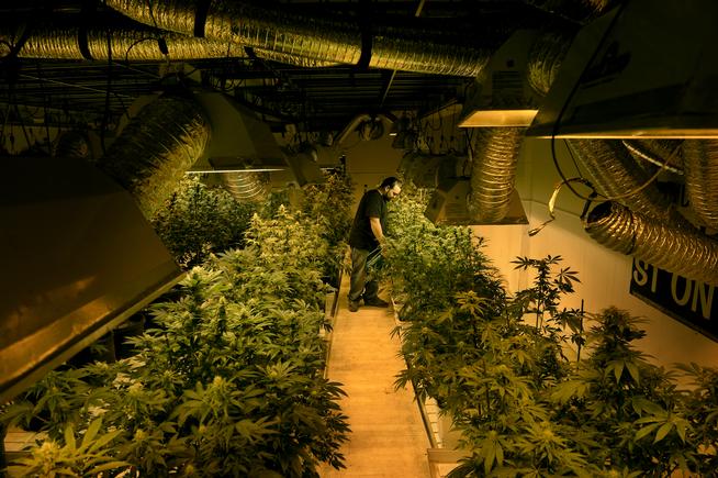 Farm tax rates for pot up for Colorado vote