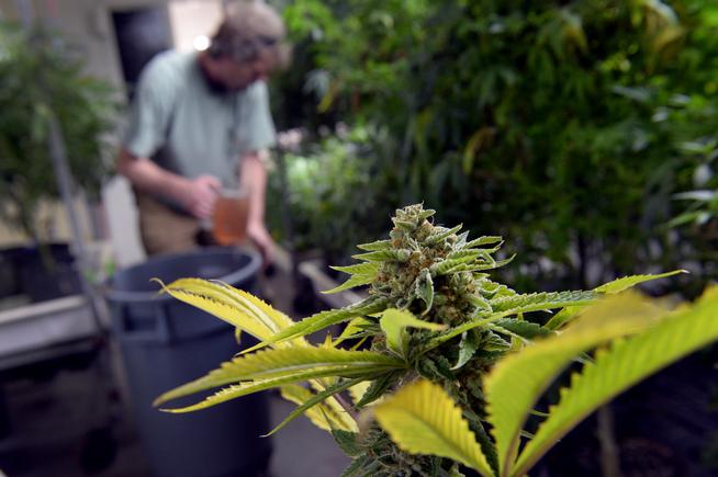 Marijuana plants tended at Colorado pot shop BotanaCare 21+