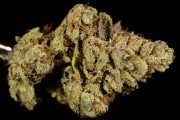 Tahoe OG marijuana review, Strain Theory