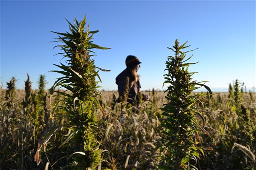 21 applicants in Colorado win approval to grow hemp
