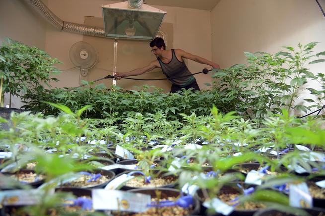 Pot-growing warehouses in short supply as demand for legal weed surges