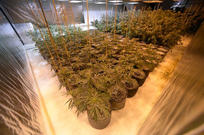Colorado marijuana regulators switching sides to work for industry