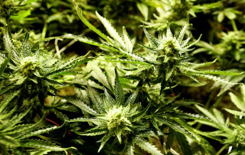 Marijuana co-op finance bill refuses to die in Colorado statehouse