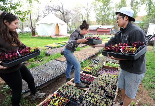 Casey Flukel, left, Grace Roahn and Jeremy Kim arrange plant trays during volunteer day at Cure Organic Farm on Thursday. For more photos and a video of the farm, go to dailycamera.com.
