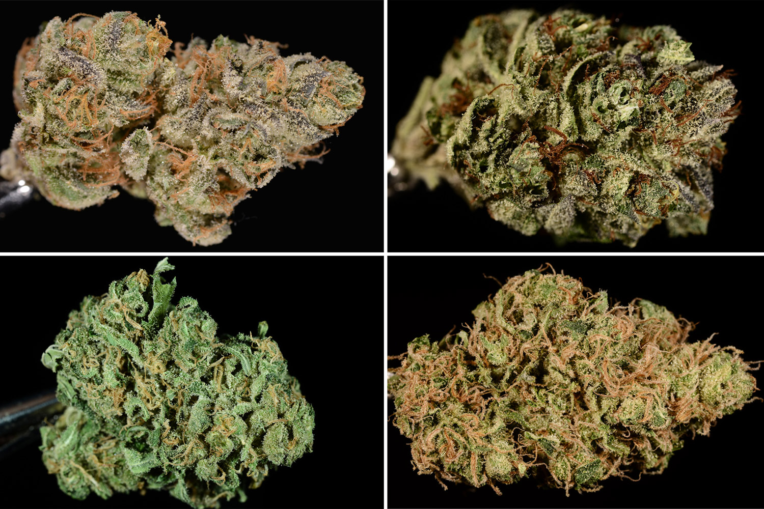 A few of our favorite strains: 25 ranked reviews from our critics