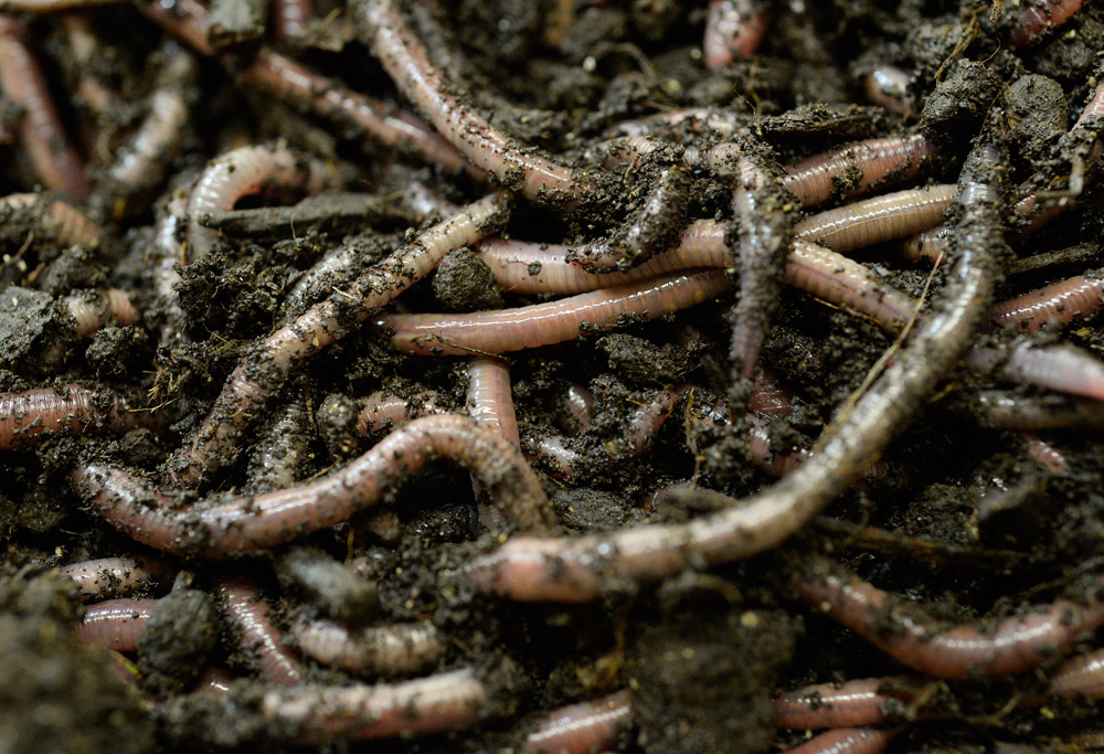 Worm-composting business wiggles into marijuana market