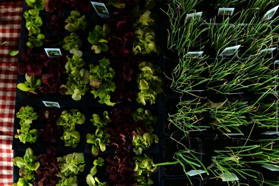 Marijuana farmers market will peddle discounted, farm-to-table
cannabis