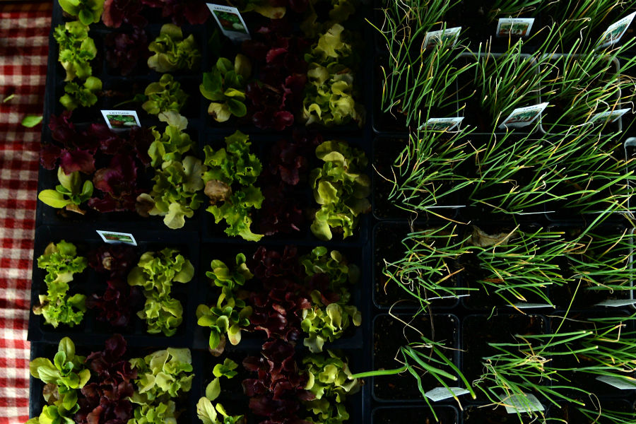 When was the last time you bought grass at the farmers market? (AAron Ontiveroz, The Denver Post)