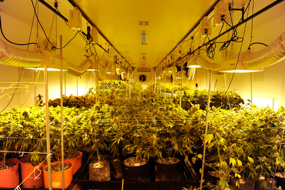 Growing marijuana: Legalization complicates police investigations