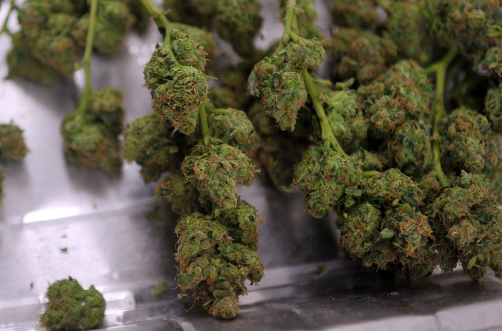 Washington D.C. residents to vote on marijuana legalization in November