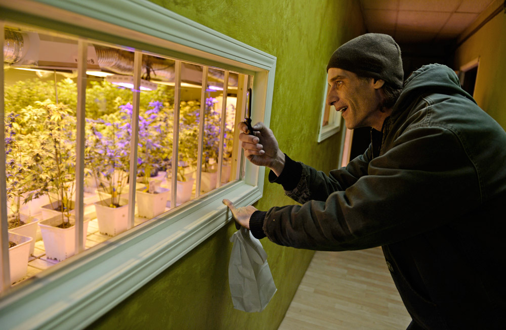 Shane Martin checks out the grow room at 3D Cannabis Center in Denver. (RJ Sangosti, The Denver Post)  