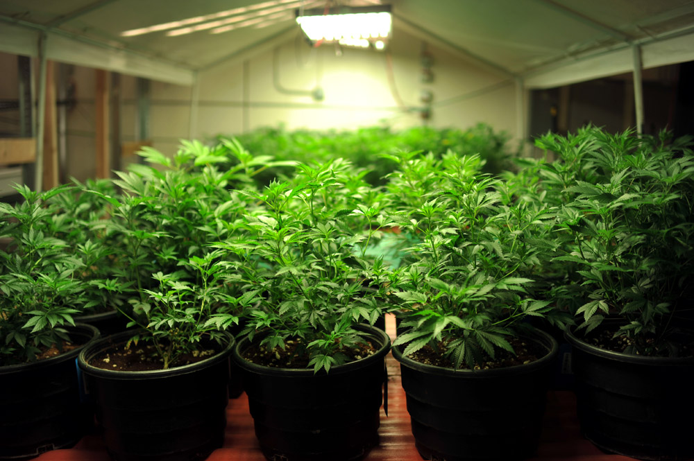 Colorado medical marijuana: Plant counts added to caregiver debate