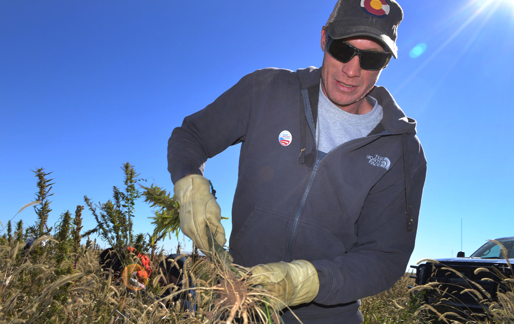 "Hempies" applaud legalization's first outdoor harvest in Colorado
