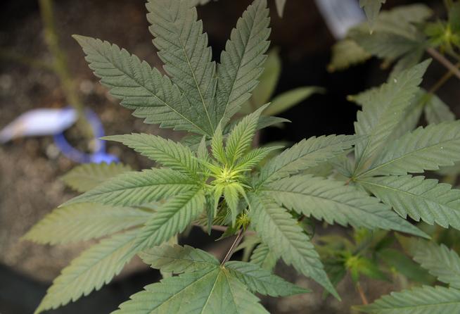 Disciplinary cases for marijuana at CU-Boulder drop dramatically