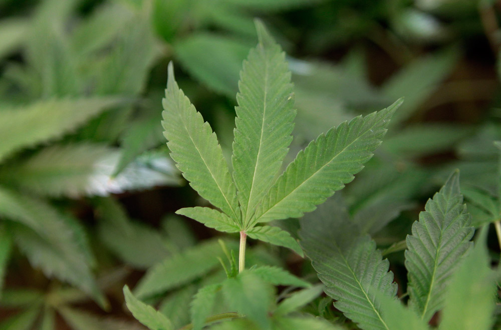 Marijuana grow worth up to $8 million found in forest near Aspen