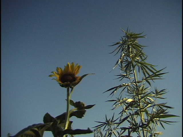 Before it was legal: Hemp radical's fight to grow crop draws admiration
