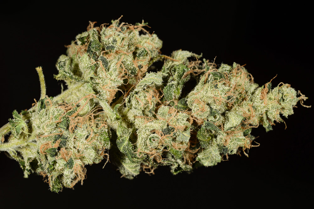 1JB_Sour Diesel sativa marijuana strain review