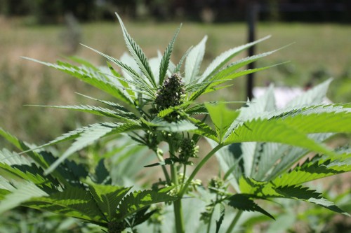 Hemp in Colorado: State regulations to get extensive revision