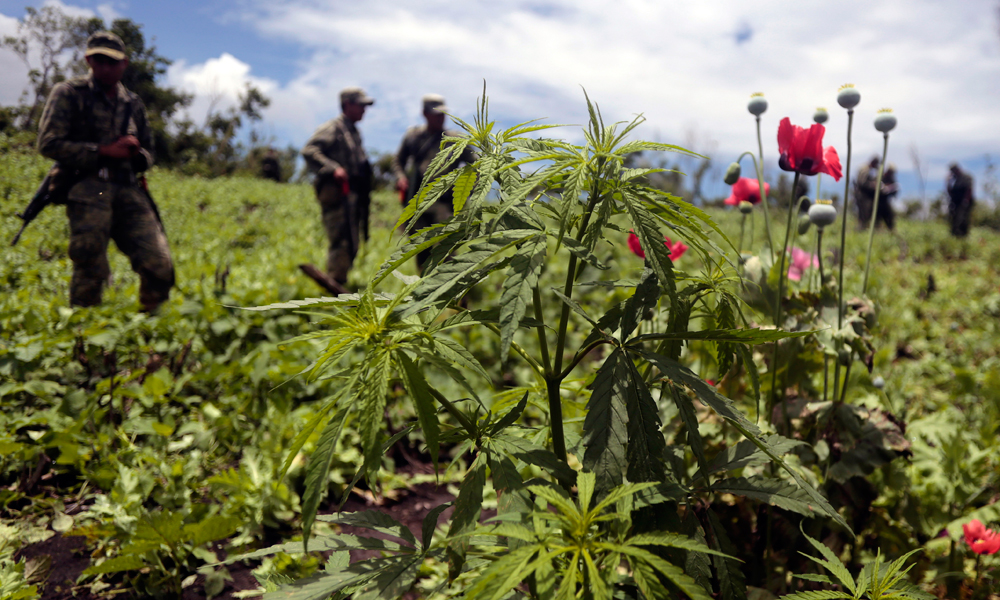Global marijuana: Illicit drug economy adapts to legalization