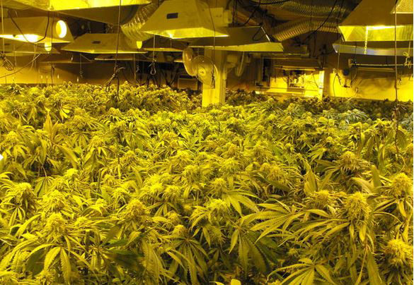 Furniture store a convincing front for large marijuana grow in California