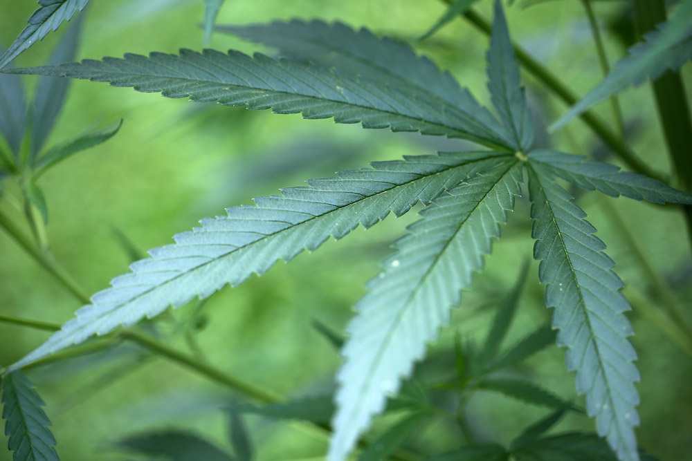 Legal pot in Nebraska? Medical marijuana bill introduced