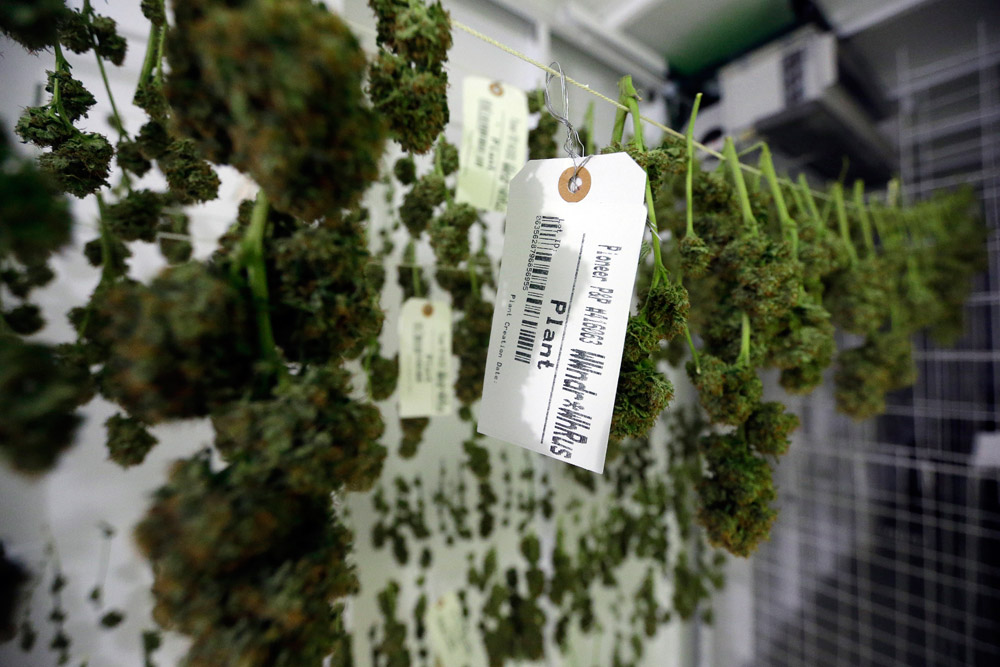 Washington marijuana: Seesawing pot supply worries growers
