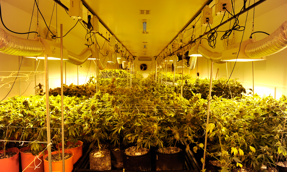 Cannabist Q&A: Colorado marijuana wholesale grow license, edibles purchase limit