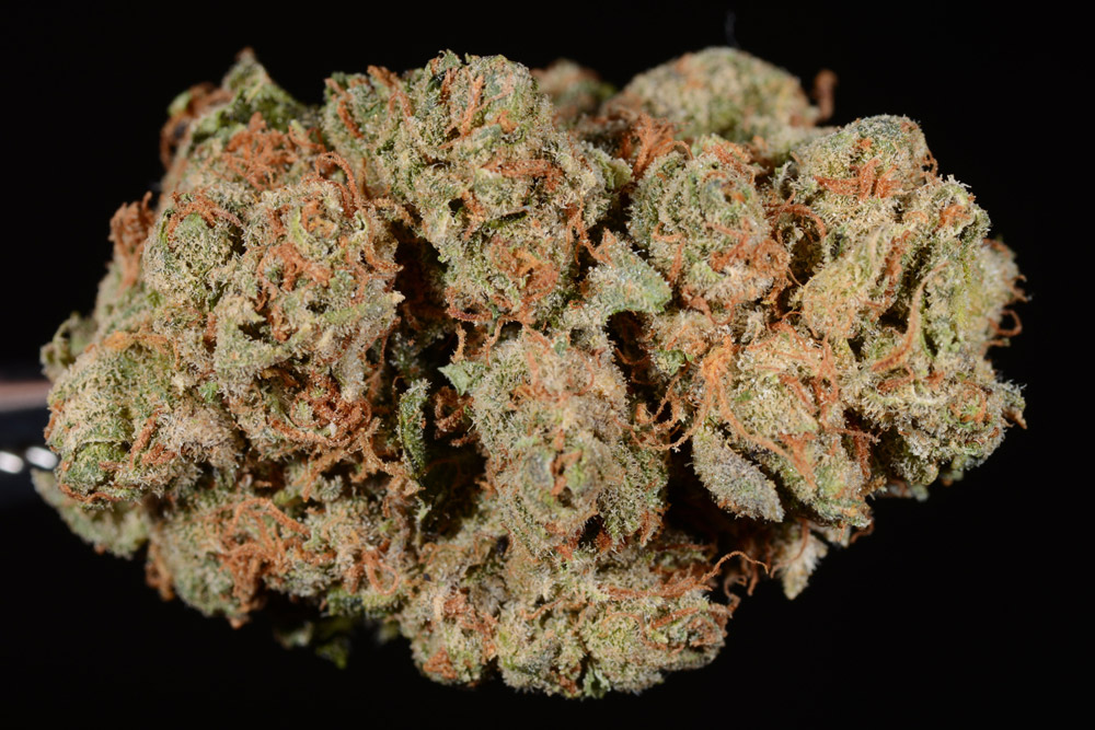 SFV OG Kush Strain of Marijuana - Weed - Cannabis - Herb - Herb