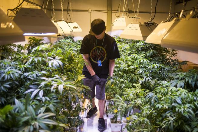 Colorado seeks federal OK for state colleges to grow marijuana