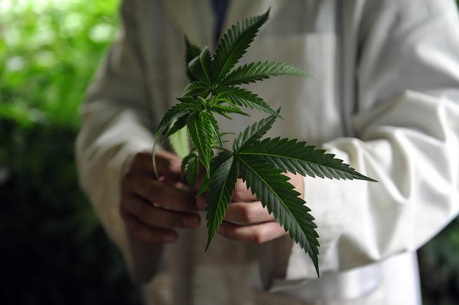 Marijuana plants prepared as clones
