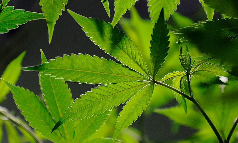 Guilty plea likely for one of men tied to 2013 Colorado marijuana raids