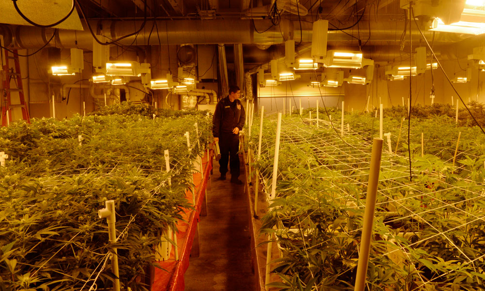 Going legit a challenge for black market marijuana growers