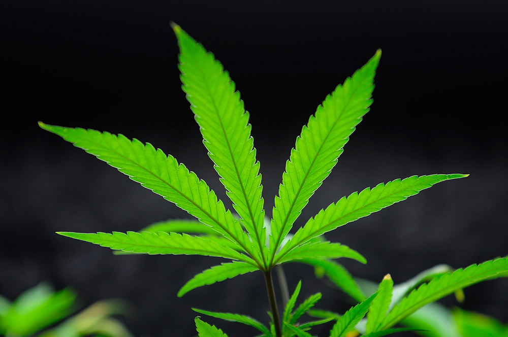 Colorado marijuana lawsuits: Residents sue over legalization