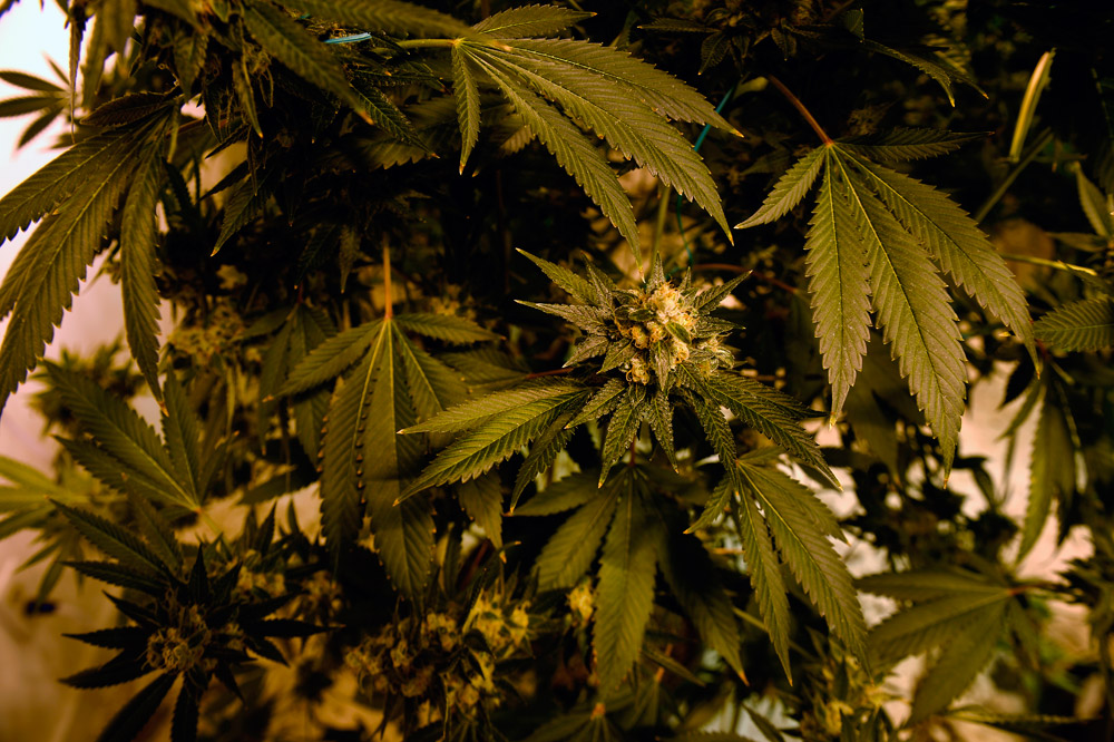 32 indicted in massive Colorado marijuana trafficking investigation