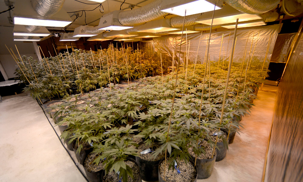 Colorado pot plants quarantined due to possible pesticides
