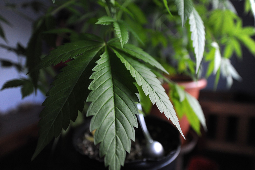 Colorado considers medical marijuana use during probation, parole