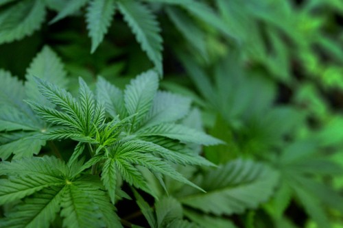 Effort renewed to add PTSD to Colorado medical marijuana list