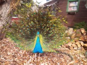 Jesse the peacock lives on Owl Farm. (The Gonzo Foundation)
