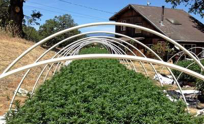 15,000 pot plants destroyed in California's Emerald Triangle