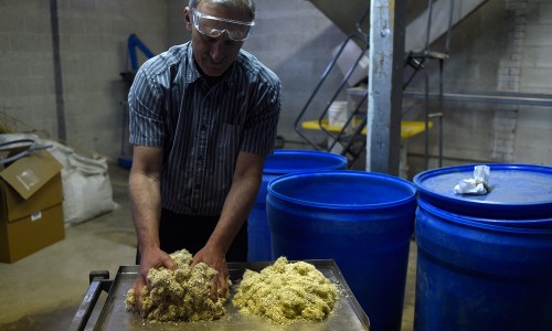 PureVision Technology president Ed Lehrburger handles male and female hemp on Wednesday, June 10, 2015. PureVision Technology Inc. is a Fort Lupton biofuels company that is processing hemp stalks into sugars, lignin, pulp and CBD extracts. (AAron Ontiveroz, The Denver Post)