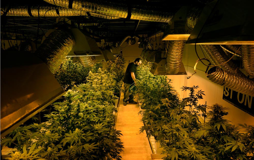 South Dakota tribe taps Colorado company to grow marijuana